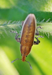 Lixus albomarginatus