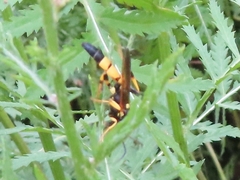 Ichneumon xanthorius