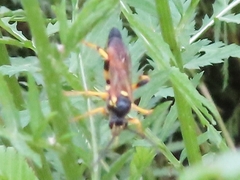 Ichneumon xanthorius