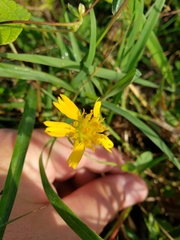 Amblyolepis setigera