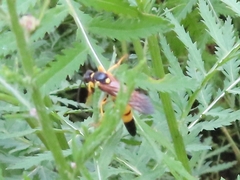 Ichneumon xanthorius