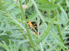 Ichneumon xanthorius