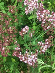 Origanum vulgare