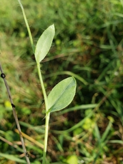 Amblyolepis setigera