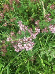 Origanum vulgare