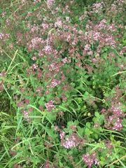 Origanum vulgare