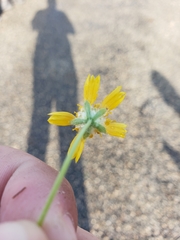 Amblyolepis setigera