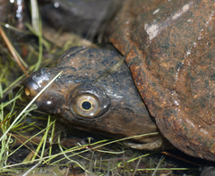 Kinosternon subrubrum subrubrum