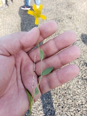 Amblyolepis setigera