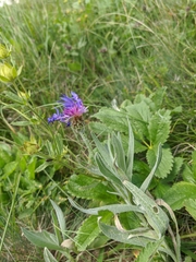 Centaurea fuscomarginata