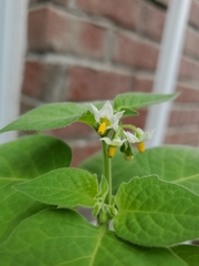 Solanum
