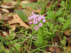 Allium drummondii