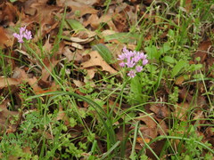 Allium drummondii