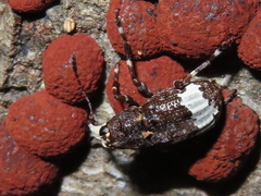 Eurymycter