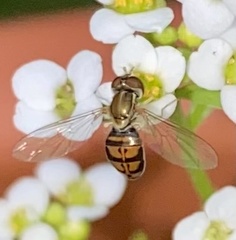 Toxomerus marginatus