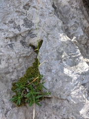 Cleistogenes