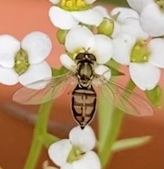 Toxomerus marginatus