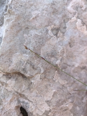 Cleistogenes
