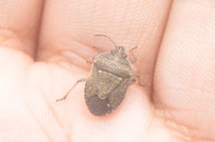 Hymenarcys nervosa