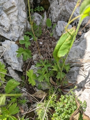 Ranunculus breyninus