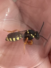 Nomada flavopicta