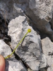 Ranunculus breyninus
