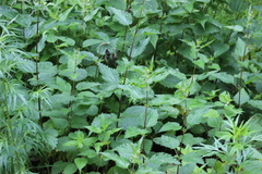 Urtica sondenii