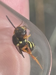 Nomada flavopicta