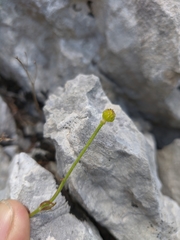 Ranunculus breyninus