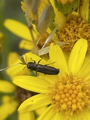 Agrilus laticornis
