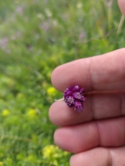 Allium rotundum jajlae