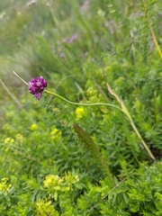 Allium rotundum jajlae