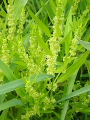 Rumex fueginus