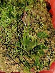 Anthoceros