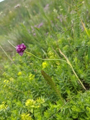 Allium rotundum jajlae