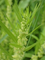 Rumex fueginus