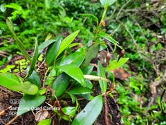 Stelis pachyglossa