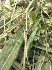 Sphaerophoria menthastri