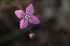 Boronia scabra