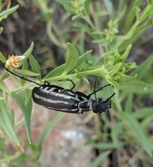 Epicauta atrivittata