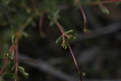 Boronia scabra
