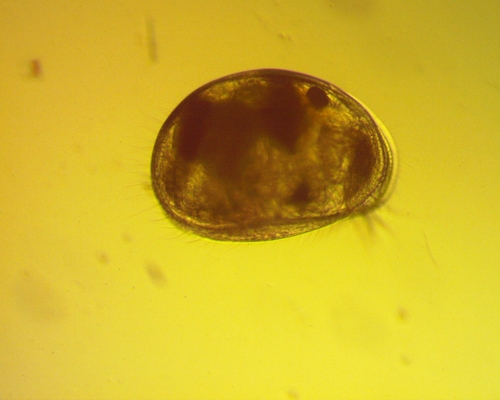 Ostracoda