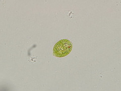 Euglena oblonga