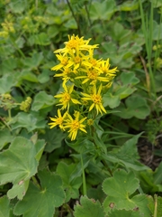 Solidago virgaurea taurica