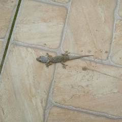 Hemidactylus mabouia