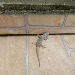 Hemidactylus mabouia