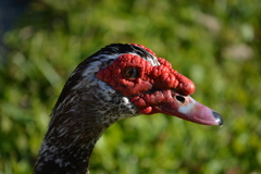Cairina moschata domestica