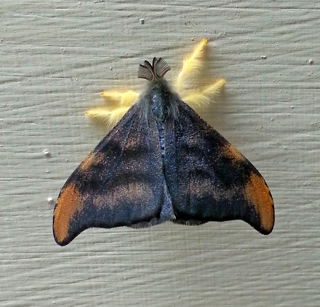 Rhypotoses drepanioides