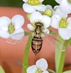 Toxomerus marginatus