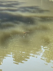 Cyprinus rubrofuscus